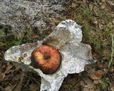 玉ねぎの野焼き作り方6写真
