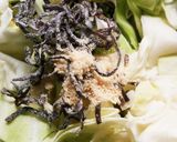 わが家の簡単♬適当♪おつまみキャベツ♡作り方1写真