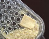 【子供に食べさせたい】煮込みハンバーグ作り方6写真