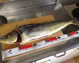 【釣食】シイラのムニエル作り方2写真