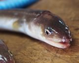 穴子の開き方作り方1写真