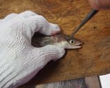 穴子の開き方作り方6写真