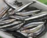 きびなごの唐揚げ～うめ昆布茶風味～作り方1写真