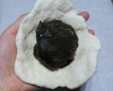 ♡HMで簡単☆美味しいシナモンロール♡作り方9写真