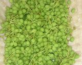 山椒の実の醤油漬け作り方1写真