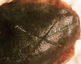 簡単☆カレイのから揚げみぞれだれ作り方3写真