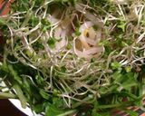 葉根実のサラダ☆作り方1写真