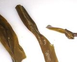 ごま油でコクを出す「お煮しめ」作り方3写真