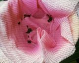 夏にはこれ！赤じそのシソジュース作り方5写真
