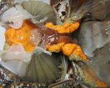 感動！旬のワタリガニトマトクリームパスタ作り方3写真