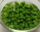 かんたん☆白だしで翡翠豆（ひすい豆）作り方5写真