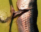 節約？とび魚コース☆刺＊焼＊汁＊なめろう作り方14写真