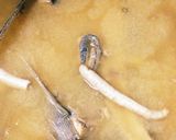 節約？とび魚コース☆刺＊焼＊汁＊なめろう作り方23写真