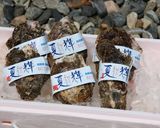 ●イワガキ●日本海の夏の牡蠣作り方1写真