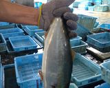 ツバスの刺身作り方1写真