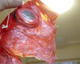 ストウブで作る 【金目鯛の軽いスモーク】作り方2写真