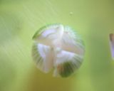 塩トマトで♪ちび玉の餃子パンツ揚げ？作り方3写真