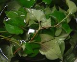 生の葉です～まろやかどくだみ茶作り方1写真