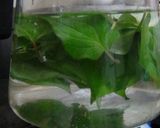 生の葉です～まろやかどくだみ茶作り方2写真