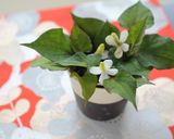 生の葉です～まろやかどくだみ茶作り方5写真