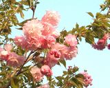 我が家の八重桜（関山）の塩漬け♪作り方15写真