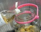 はちみつ入り減塩梅干し作り方11写真