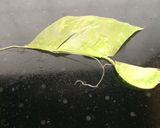 えんどう豆のさやのスープ作り方1写真