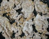 カリカリ豚ロースしゃぶしゃぶ肉ニラ炒め☺作り方4写真