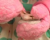 くまでもつくれる☆かんたん桃色ニラ饅頭❤作り方13写真