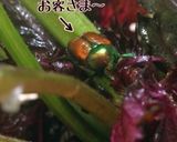 初心者さん向き紫蘇漬け〜(‾*‾ ) ♪作り方8写真