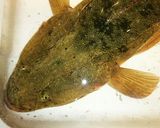 コチ(真鯒)の潮汁作り方1写真