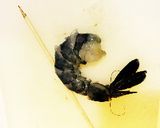 手軽に作れる本格トムヤンクン作り方2写真