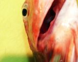 真あじ&ほうぼう☆お刺身とお味噌汁作り方3写真