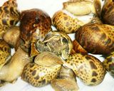 バイ貝(ツバイ)の壺煮作り方1写真