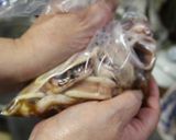 驚きの柔らかさ♡イカの生姜醤油♡作り方7写真