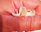 ケンミンショー＊レンジで玉ねぎシュウマイ作り方19写真