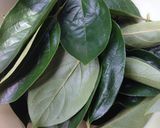 簡単！柿の葉茶作り方1写真
