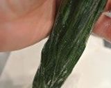 ケロヨンの時短命！青菜棒作り方8写真