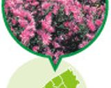 かきあえなます～ふるさと新潟の味～作り方8写真