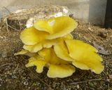 たもぎだけのお味噌汁作り方1写真