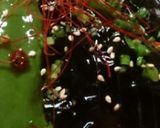 茄子ピリ辛♡南蛮漬け～✧ビール進君♬作り方10写真