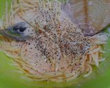 くにしゃんのじゃがいもの辛子明太子揚げ♪作り方6写真