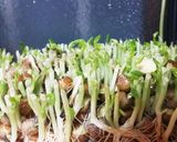 節約☆切った豆苗が復活！作り方1写真