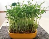 節約☆切った豆苗が復活！作り方5写真