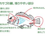 カサゴの中華風蒸し作り方3写真