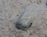 えだまめコロッケ作り方18写真
