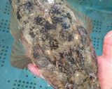 コチ(マゴチ)の唐揚げ作り方1写真