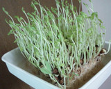 白だしDE 豆苗の簡単炒めもの作り方4写真
