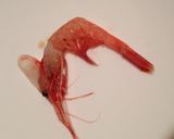 甘エビのミソをつけたまま殻を剥く方法作り方1写真