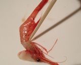 甘エビのミソをつけたまま殻を剥く方法作り方2写真